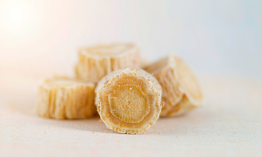 Macro close-up of rhodiola root slices with golden fibrous rings on a pale surface, shallow focus