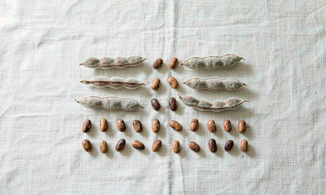 Dried velvet bean pods and seeds arranged in a neat grid on pale linen in soft morning light