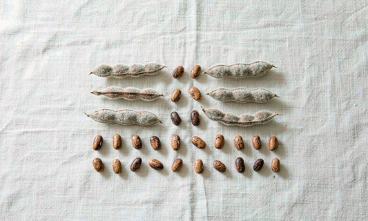 Dried velvet bean pods and seeds arranged in a neat grid on pale linen in soft morning light