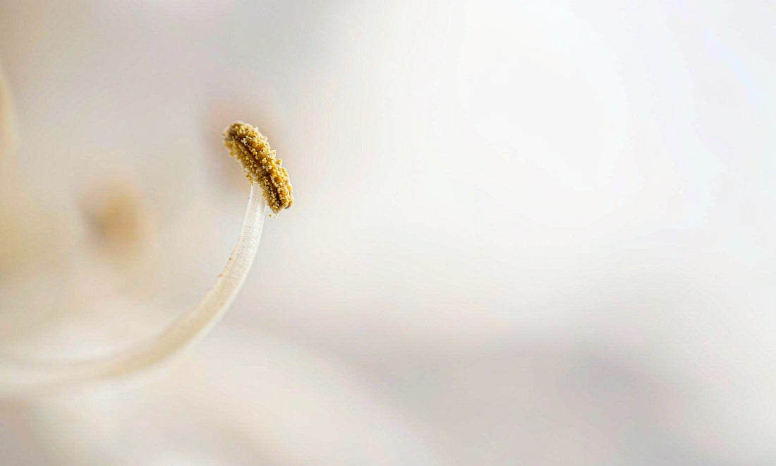 Extreme macro close-up of a pale wildflower stamen dusted with golden pollen against soft bokeh
