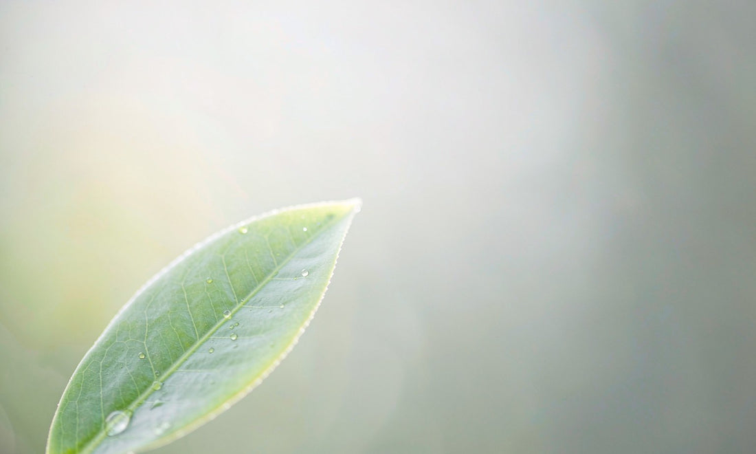 Macro close-up of a fresh green tea leaf with morning dew in soft natural light with dreamy bokeh