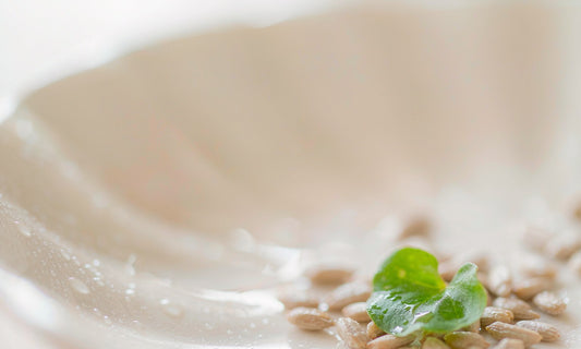 Macro close-up of fresh seeds and a young green leaf with water droplets on pale ceramic