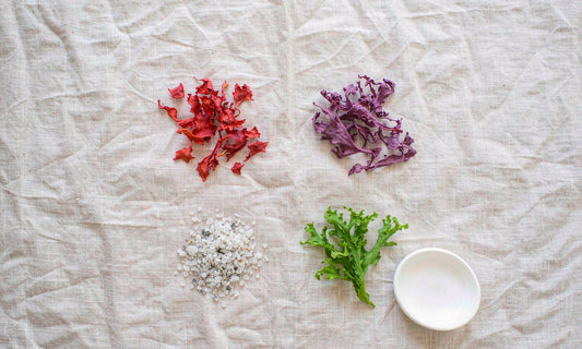 Overhead flat lay of dried red and purple sea moss, coarse sea salt and fresh sea lettuce on pale linen cloth