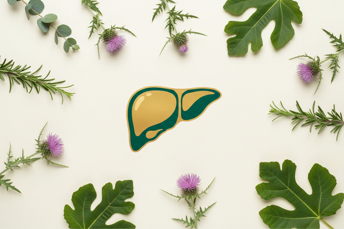 TUDCA vs NAC: Which Liver Supplement Is Right for You?