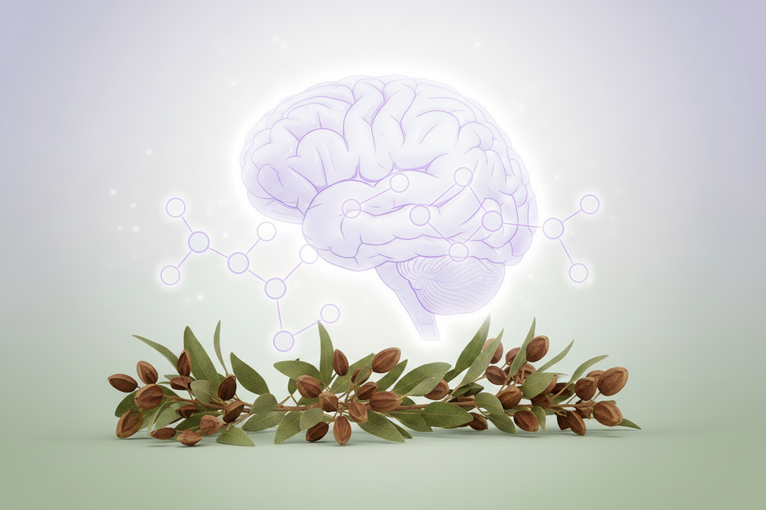 5-HTP: Uses and Cautions — Understanding the Tryptophan Pathway Supplement