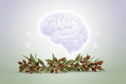 5-HTP: Uses and Cautions — Understanding the Tryptophan Pathway Supplement