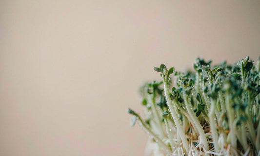 Macro close-up of young broccoli sprouts and microgreens with fine water droplets on a soft pale background