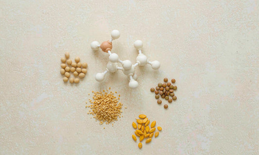 Amino acid molecule model beside soybeans, wheat germ and seeds arranged on a pale cream stone surface in soft daylight