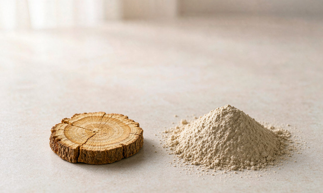 Macro still life of a golden rhodiola root slice beside a mound of pale ashwagandha root powder